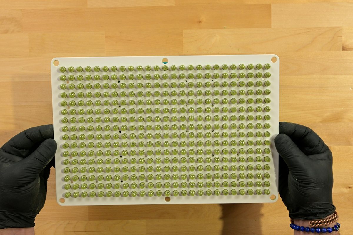 Gloved hands holding a moulded multi-cavity tray